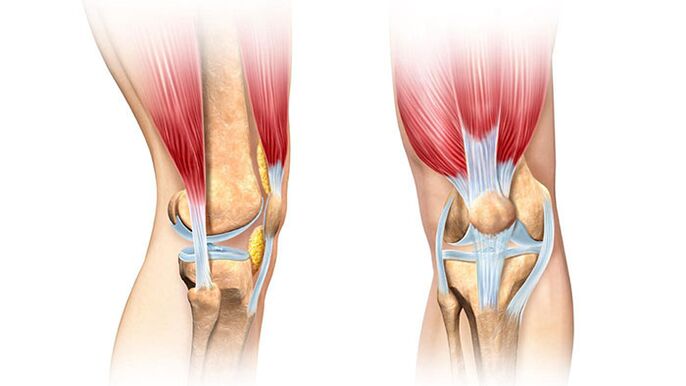 Articulation du genou et son traitement de la douleur